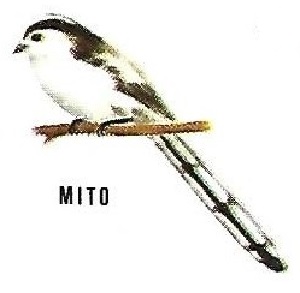 Mito. Aves insectívoras a proteger. Icona. 1975.