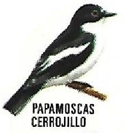 Papamoscas cerrojillo. Aves insectívoras a proteger. Icona. 1975.