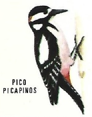 Pico picapinos. Aves insectívoras a proteger. Icona. 1975.