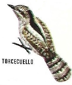 Torcecuello. Aves insectívoras a proteger. Icona. 1975.