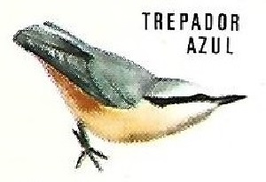 Trepador azul. Aves insectívoras a proteger. Icona. 1975.