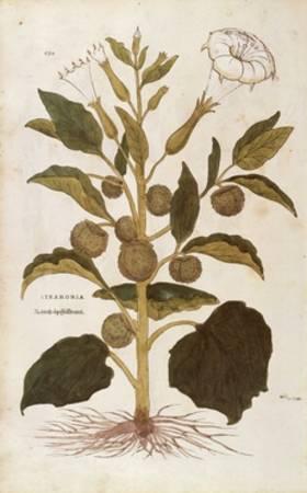 Leonhart Fuchs de Historia Stirpium 1542. Datura Stramonio