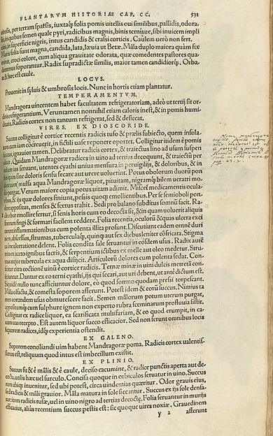 Leonhart Fuchs de Historia Stirpium. Mandragora 531