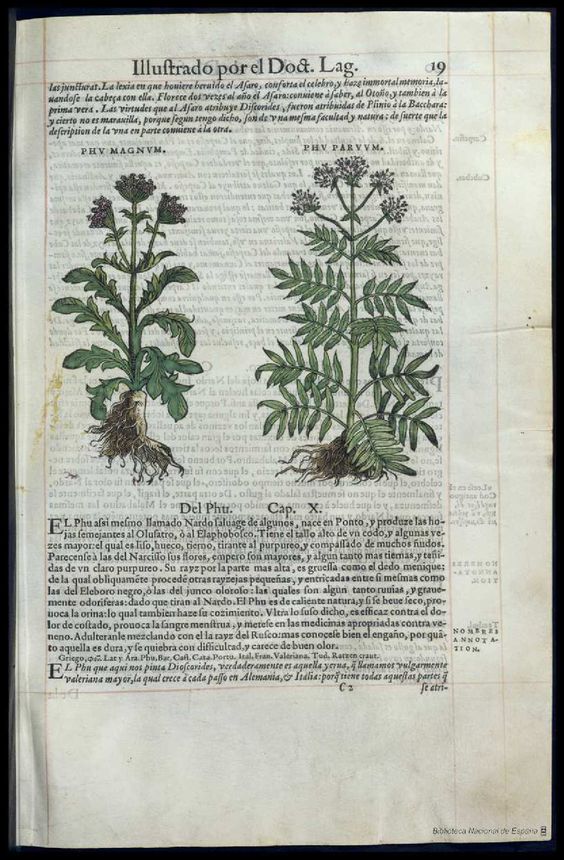 De Materia Medica de Dioscorides. Amberes 1555. Libro I. 19