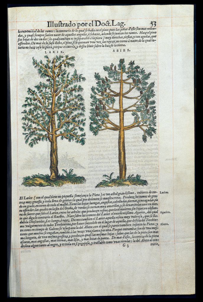 De Materia Medica de Dioscorides. Amberes 1555. Libro I. 53