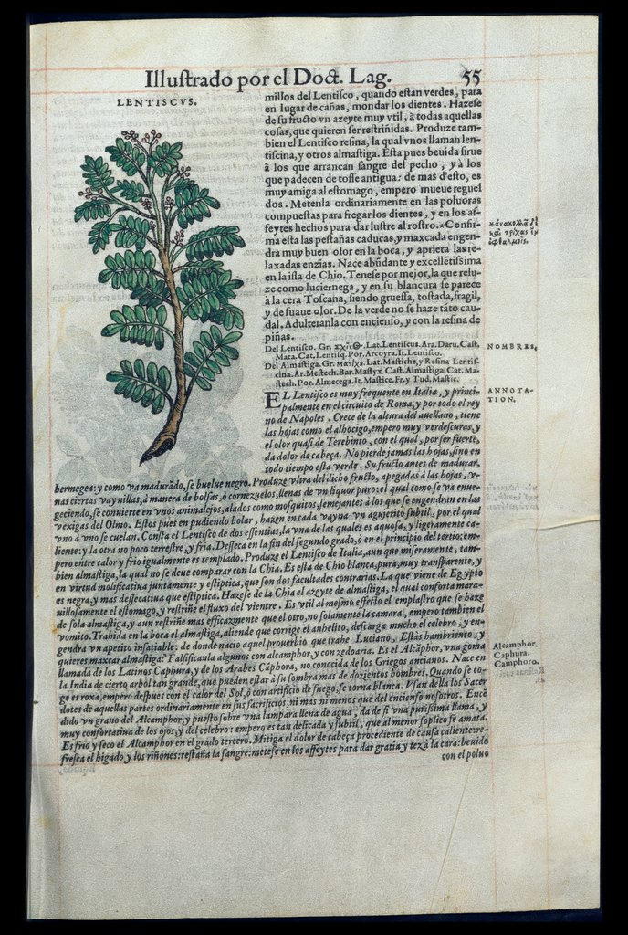 De Materia Medica de Dioscorides. Amberes 1555. Libro I. 55