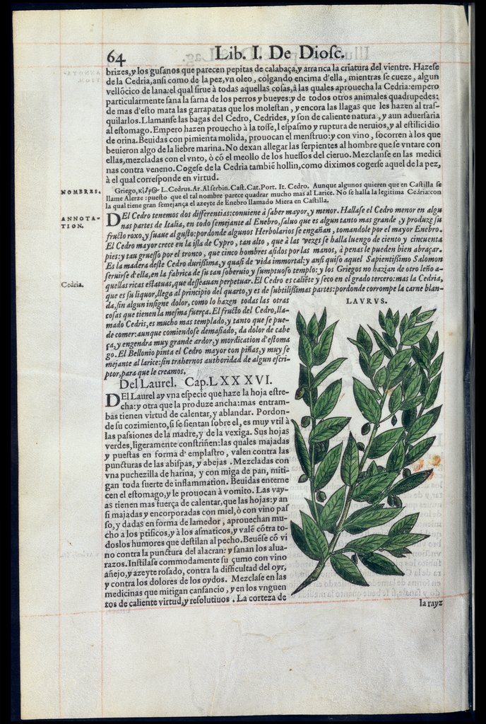 De Materia Medica de Dioscorides. Amberes 1555. Libro I. 64