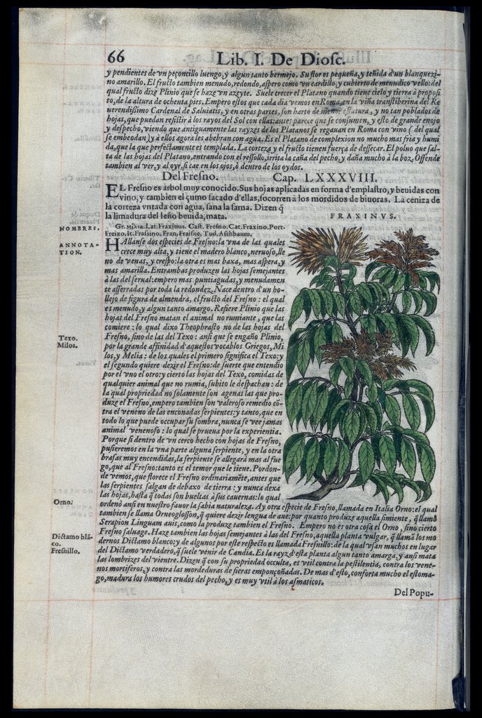 De Materia Medica de Dioscorides. Amberes 1555. Libro I. 66