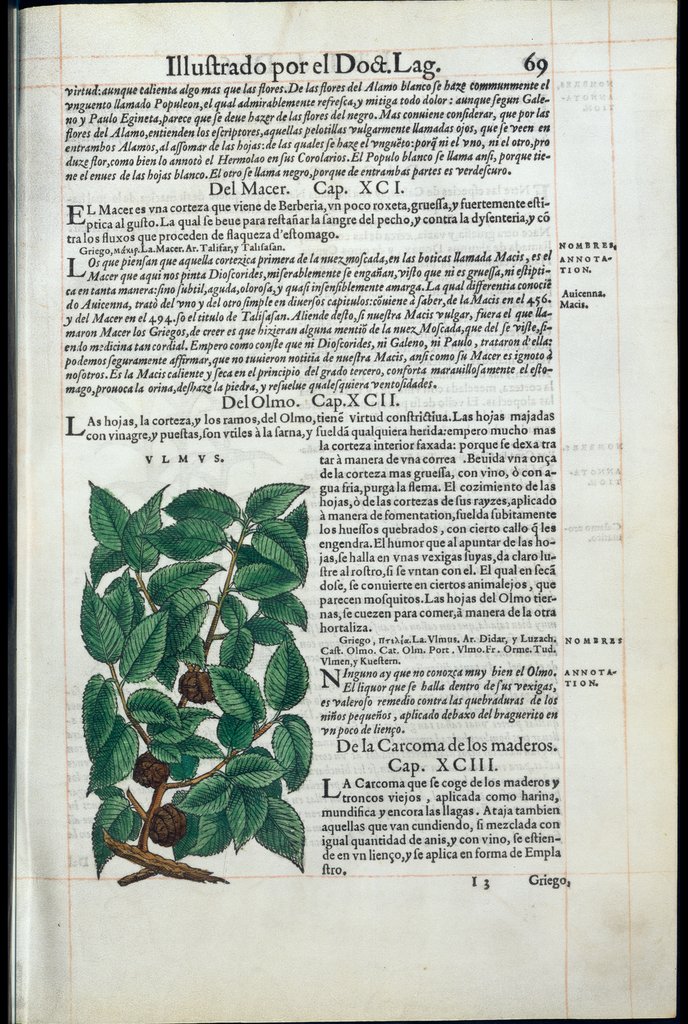 De Materia Medica de Dioscorides. Amberes 1555. Libro I. 69
