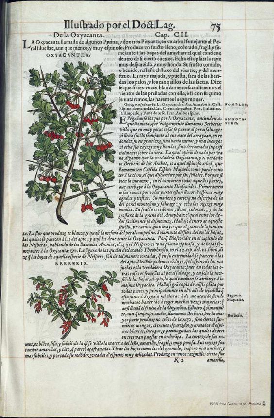 De Materia Medica de Dioscorides. Amberes 1555. Libro I. 75