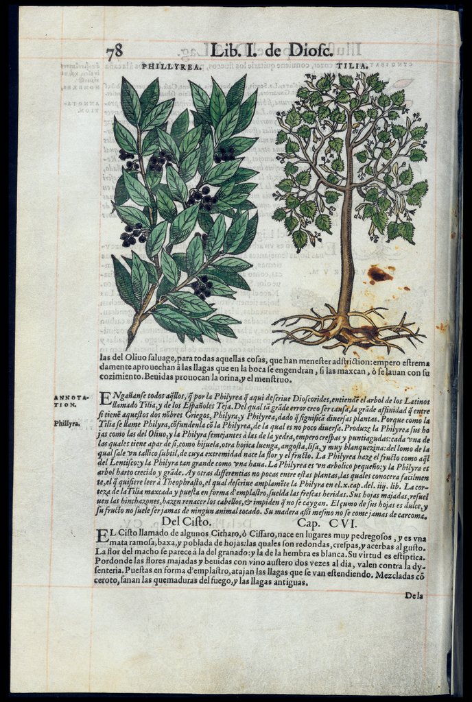 De Materia Medica de Dioscorides. Amberes 1555. Libro I. 78