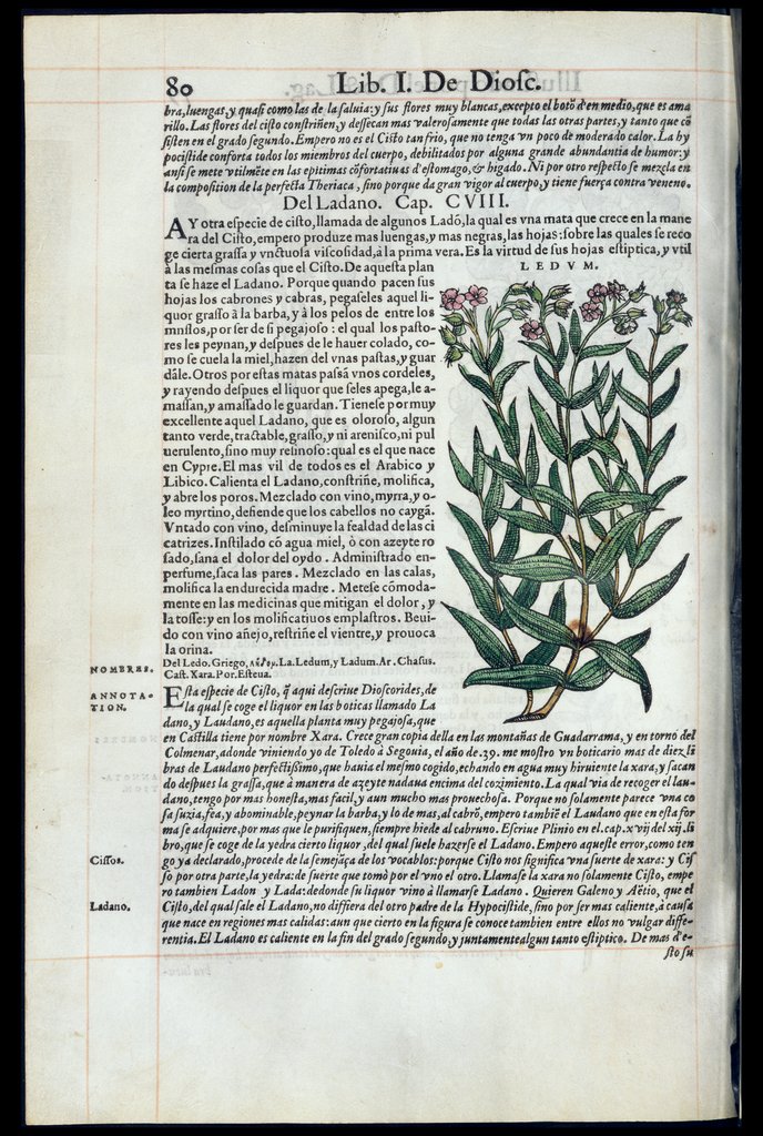 De Materia Medica de Dioscorides. Amberes 1555. Libro I. 80