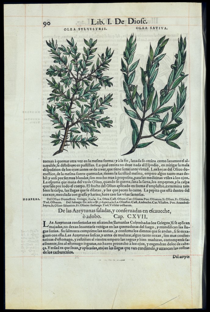 De Materia Medica de Dioscorides. Amberes 1555. Libro I. 90