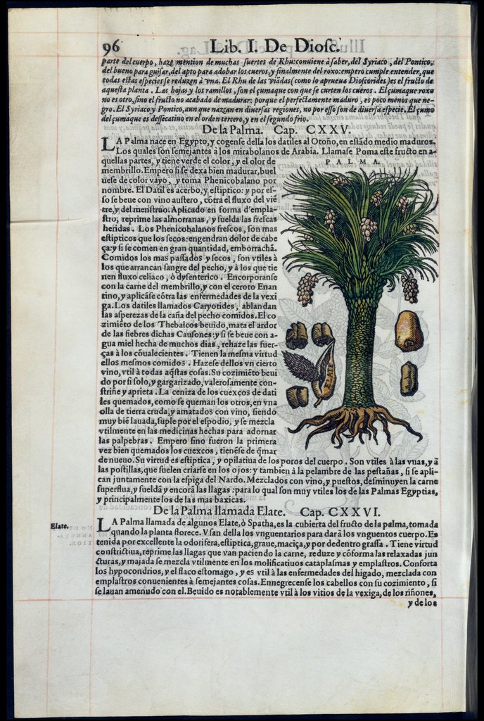 De Materia Medica de Dioscorides. Amberes 1555. Libro I. 96
