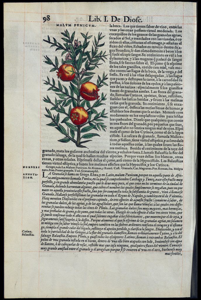 De Materia Medica de Dioscorides. Amberes 1555. Libro I. 98