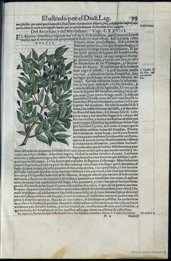 De Materia Medica de Dioscorides. Amberes 1555. Libro I. 99