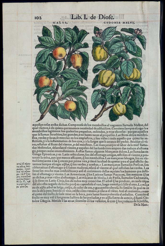 De Materia Medica de Dioscorides. Amberes 1555. Libro I. 102