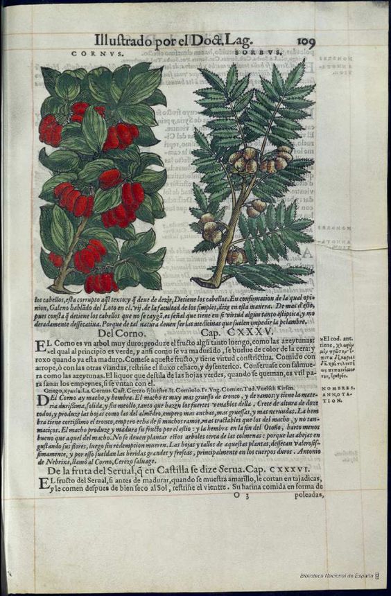 De Materia Medica de Dioscorides. Amberes 1555. Libro I. 109