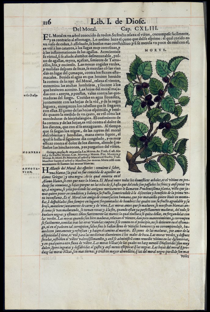 De Materia Medica de Dioscorides. Amberes 1555. Libro I. 116