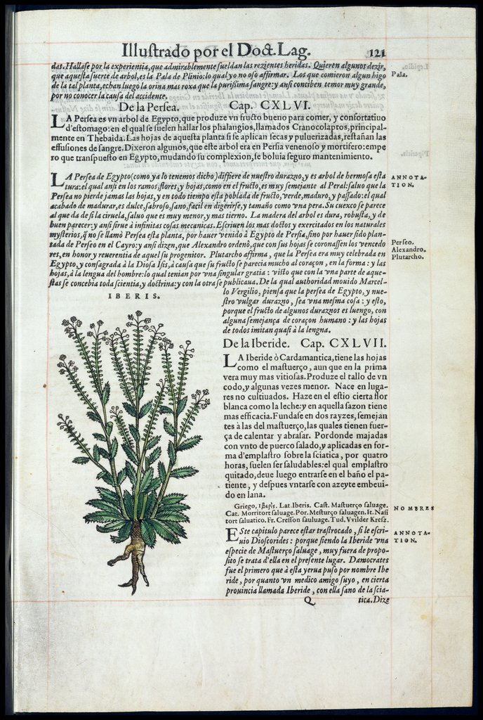 De Materia Medica de Dioscorides. Amberes 1555. Libro I. 121