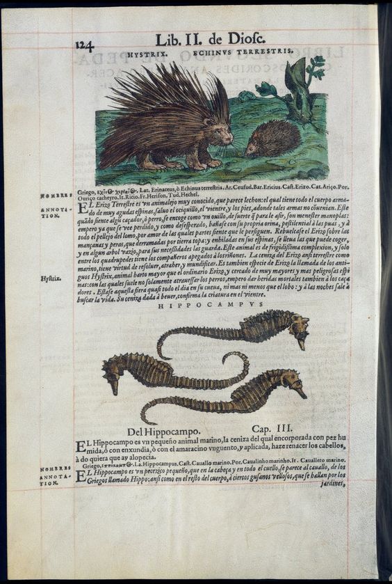 De Materia Medica de Dioscorides. Amberes 1555. Libro II. 124