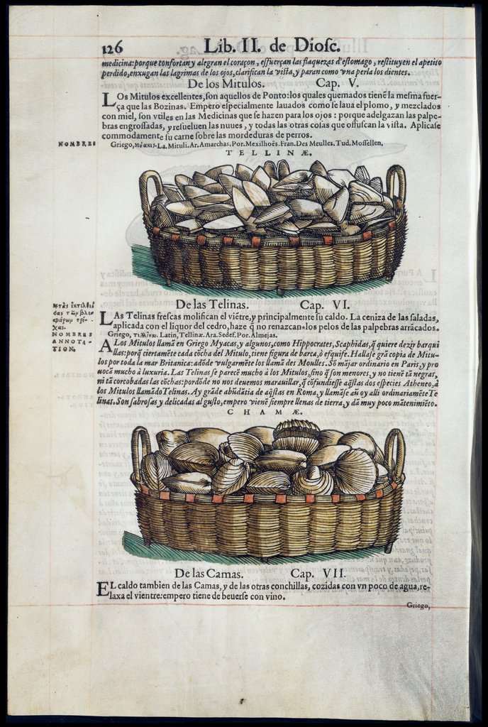 De Materia Medica de Dioscorides. Amberes 1555. Libro II. 126