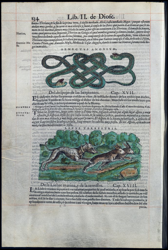 De Materia Medica de Dioscorides. Amberes 1555. Libro II. 134