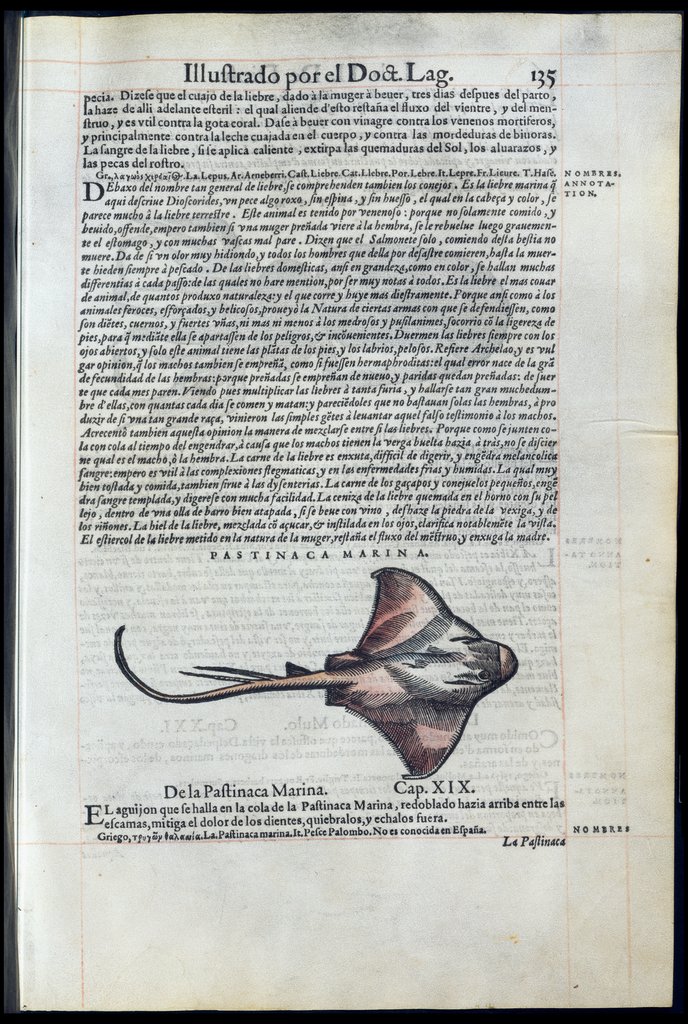 De Materia Medica de Dioscorides. Amberes 1555. Libro II. 135