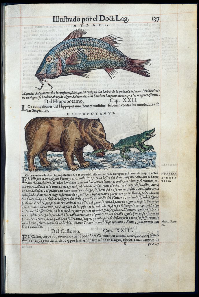 De Materia Medica de Dioscorides. Amberes 1555. Libro II. 137
