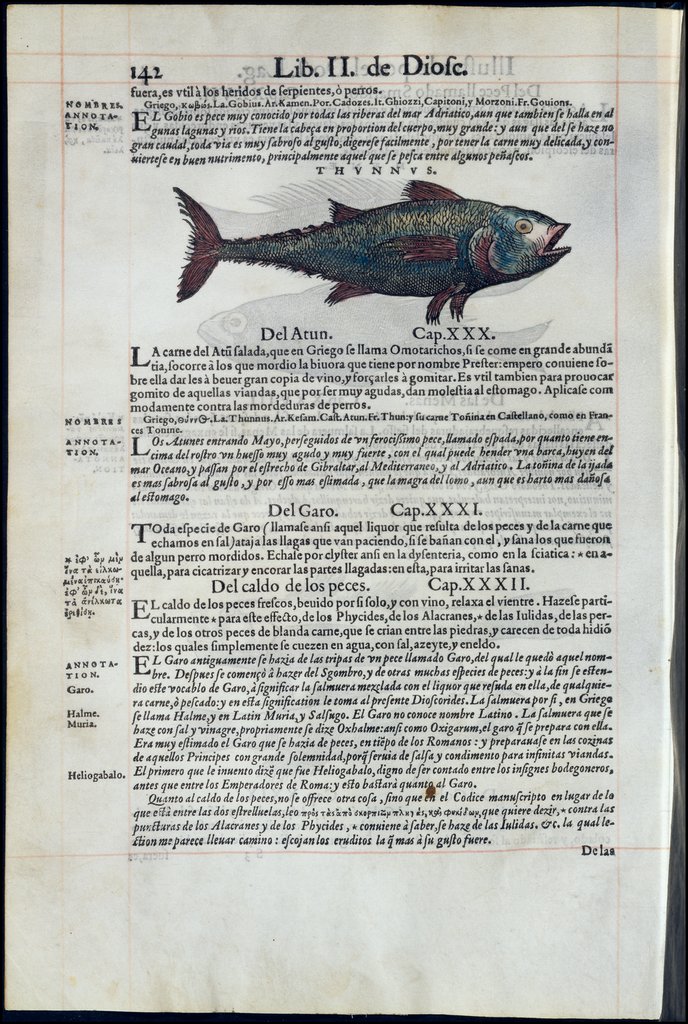 De Materia Medica de Dioscorides. Amberes 1555. Libro II. 142