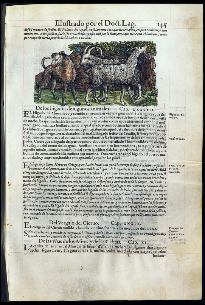 De Materia Medica de Dioscorides. Amberes 1555. Libro II. 145