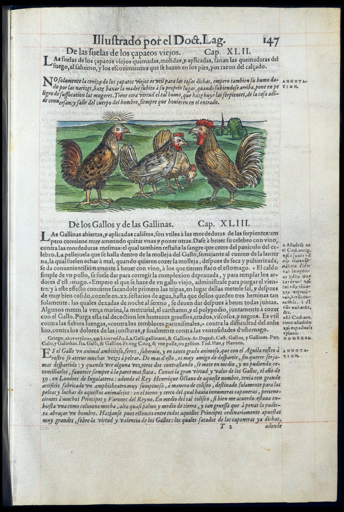 De Materia Medica de Dioscorides. Amberes 1555. Libro II. 147
