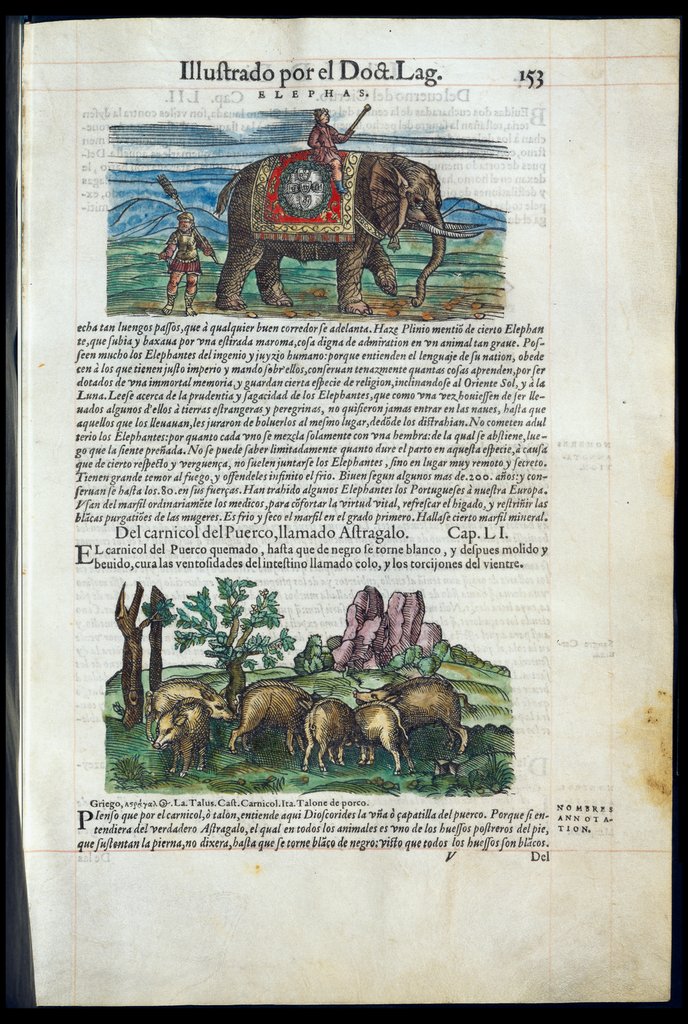 De Materia Medica de Dioscorides. Amberes 1555. Libro II. 153