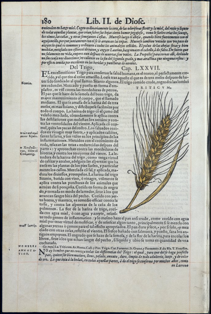 De Materia Medica de Dioscorides. Amberes 1555. Libro II. 180