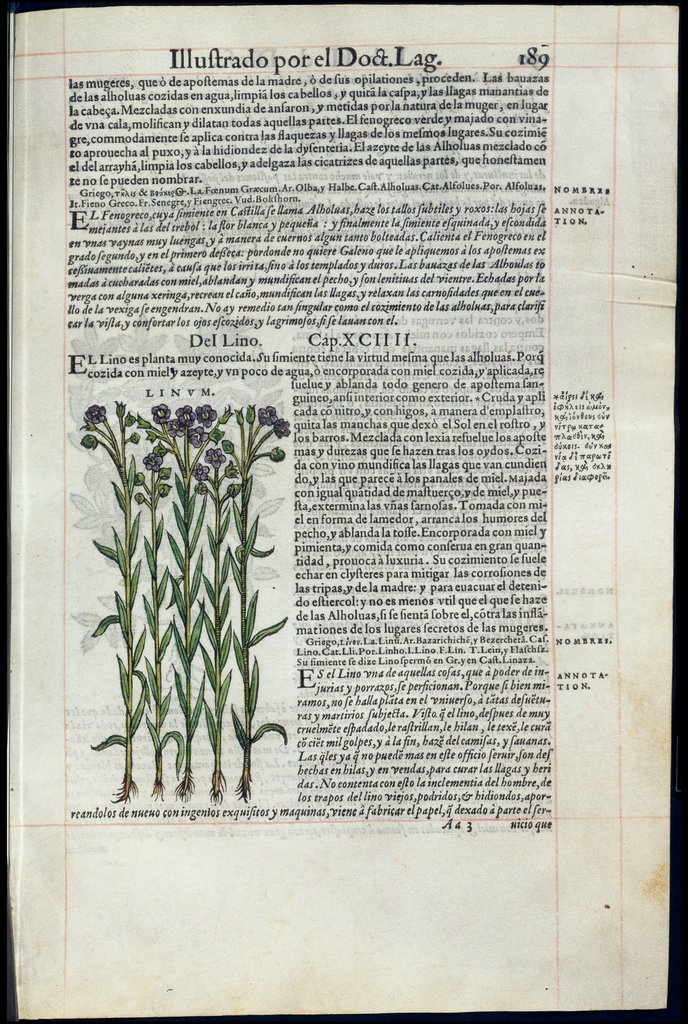 De Materia Medica de Dioscorides. Amberes 1555. Libro II. 189
