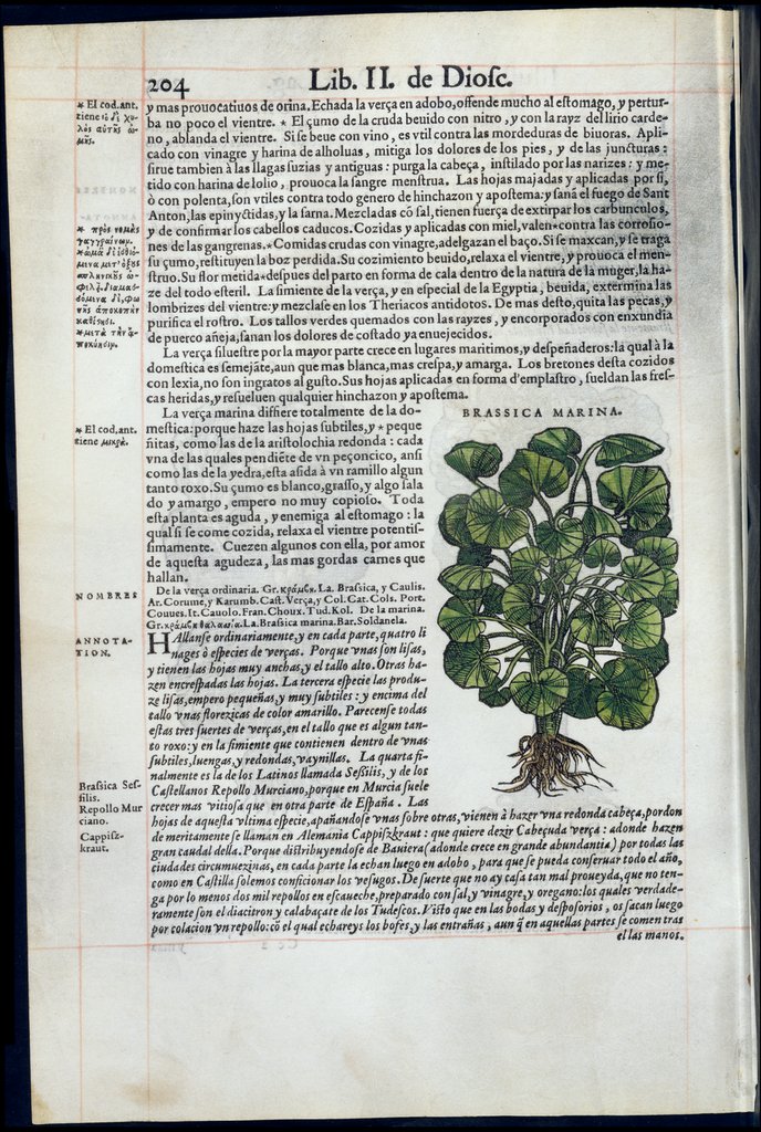 De Materia Medica de Dioscorides. Amberes 1555. Libro II. 204
