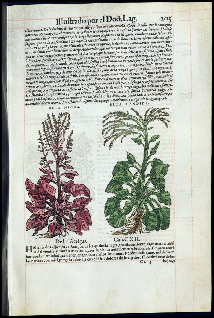 De Materia Medica de Dioscorides. Amberes 1555. Libro II. 205