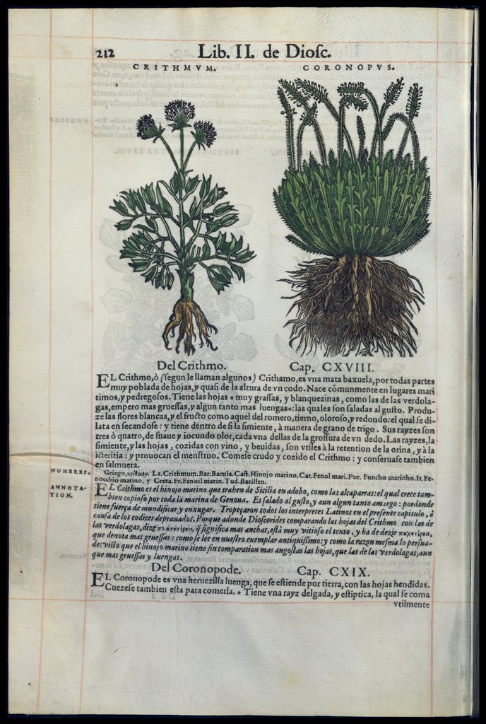 De Materia Medica de Dioscorides. Amberes 1555. Libro II. 212