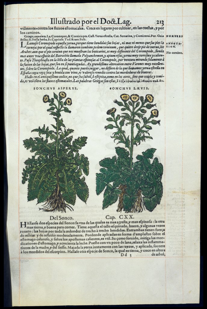 De Materia Medica de Dioscorides. Amberes 1555. Libro II. 213