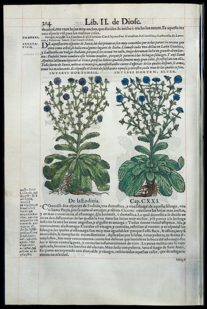De Materia Medica de Dioscorides. Amberes 1555. Libro II. 214