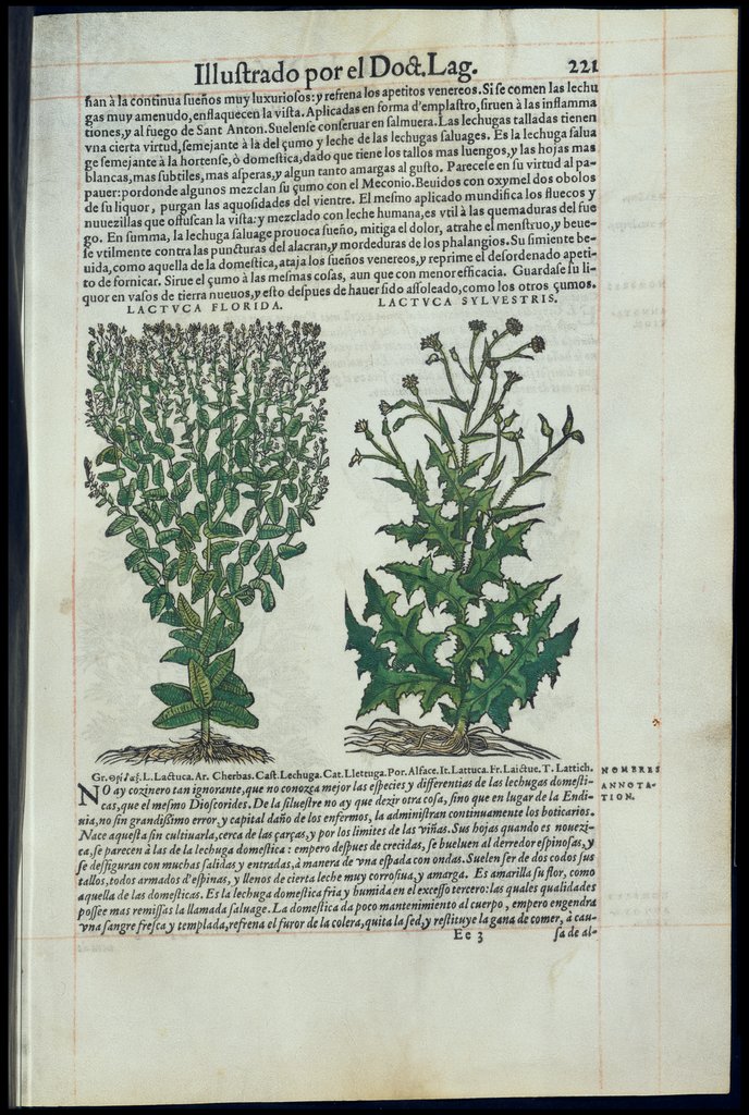 De Materia Medica de Dioscorides. Amberes 1555. Libro II. 221
