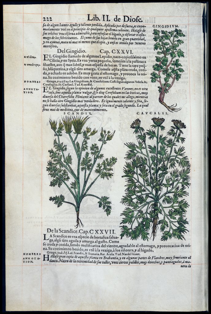 De Materia Medica de Dioscorides. Amberes 1555. Libro II. 222