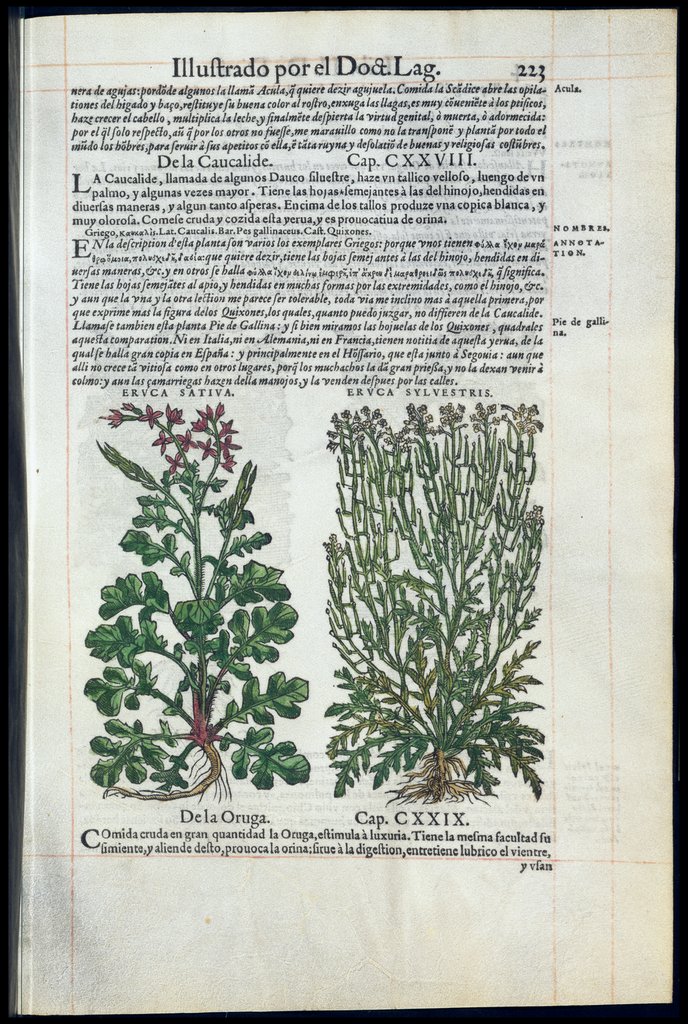 De Materia Medica de Dioscorides. Amberes 1555. Libro II. 223