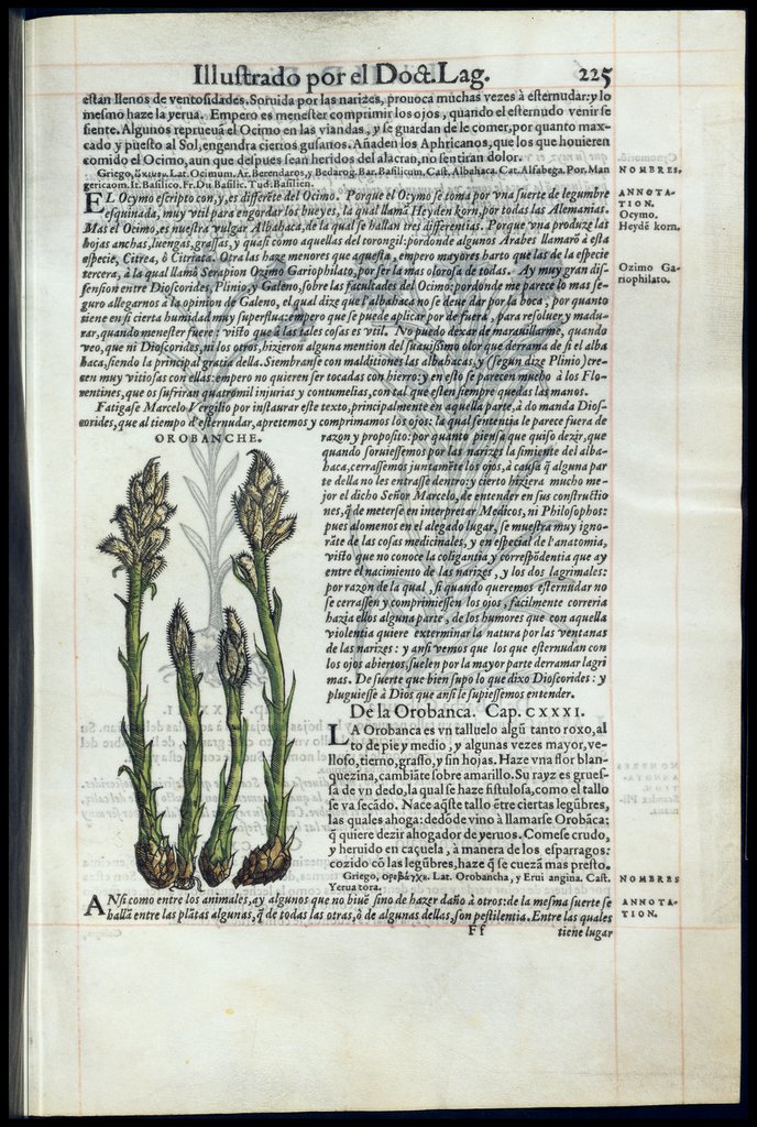 De Materia Medica de Dioscorides. Amberes 1555. Libro II. 225