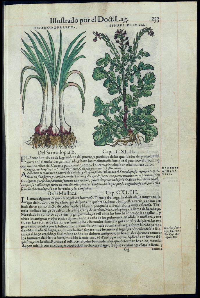 De Materia Medica de Dioscorides. Amberes 1555. Libro II. 233