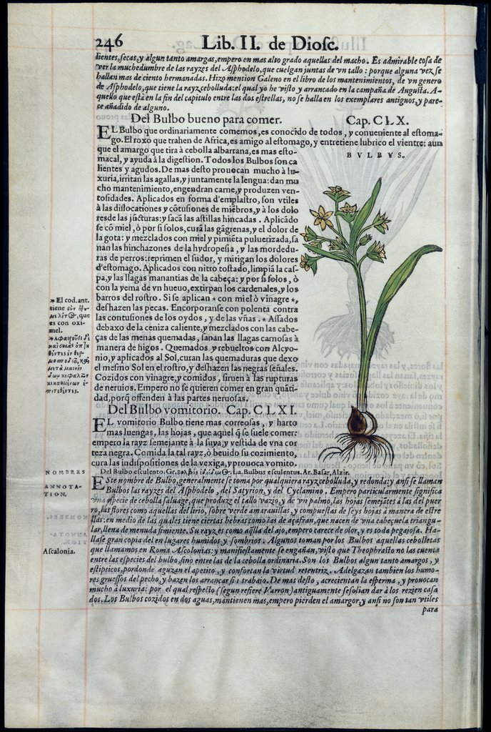 De Materia Medica de Dioscorides. Amberes 1555. Libro II. 246