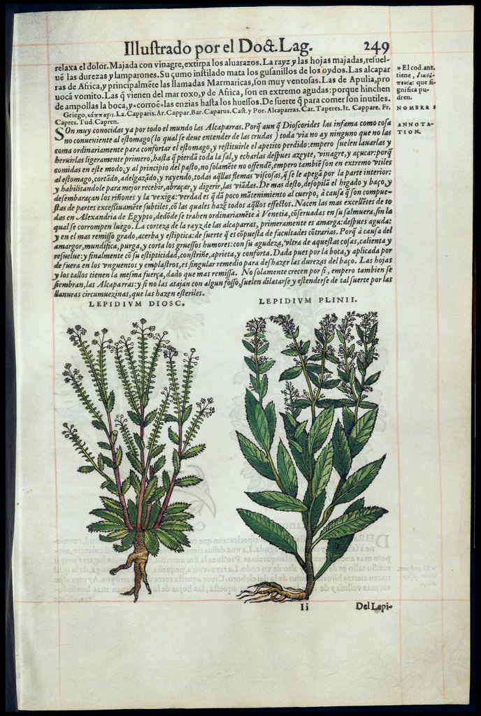 De Materia Medica de Dioscorides. Amberes 1555. Libro II. 249