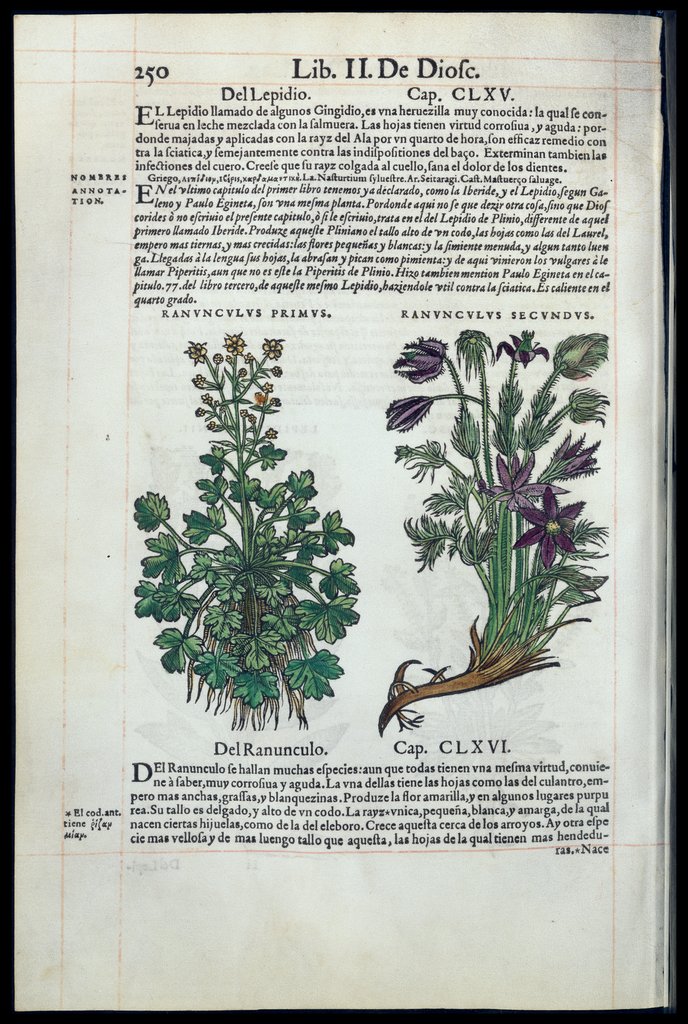 De Materia Medica de Dioscorides. Amberes 1555. Libro II. 250