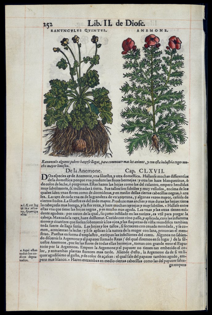 De Materia Medica de Dioscorides. Amberes 1555. Libro II. 252