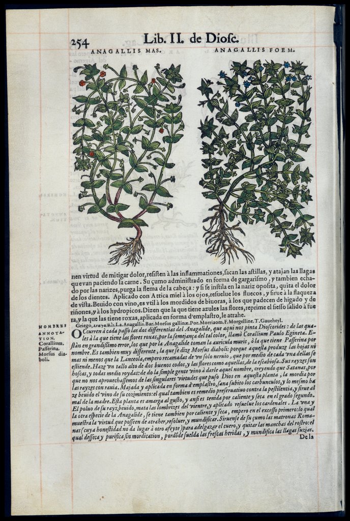 De Materia Medica de Dioscorides. Amberes 1555. Libro II. 254